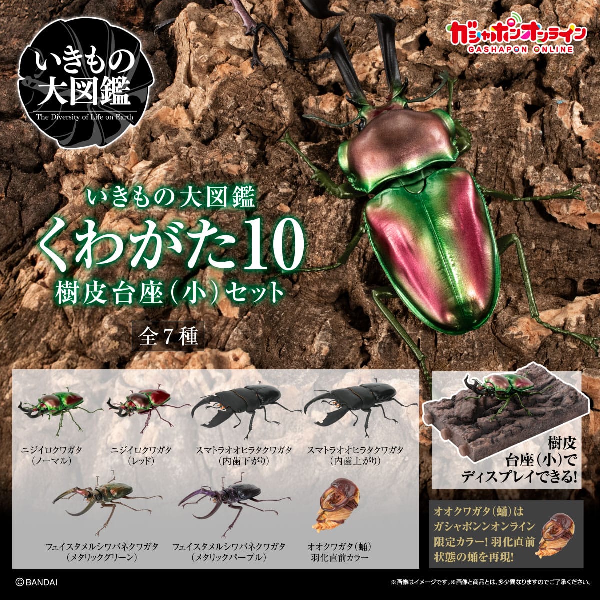 いきもの大図鑑　くわがた10　樹皮台座（小）セット